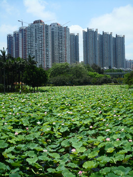 深圳建筑群