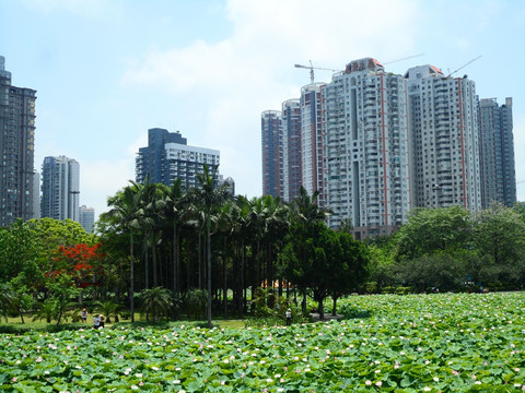 深圳建筑群（非高清）