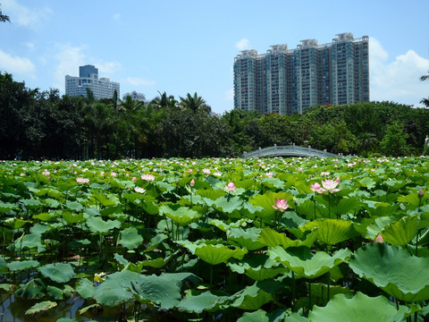 深圳建筑群