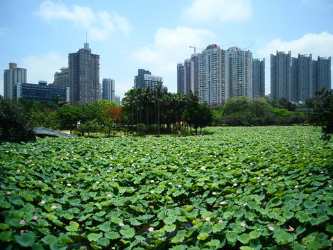 湖畔建筑