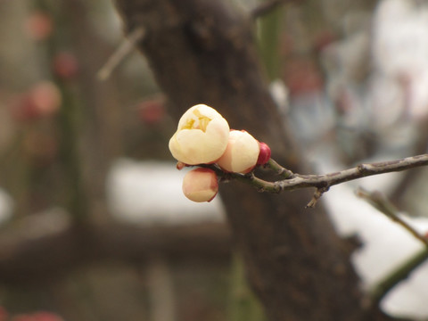 雪映白梅