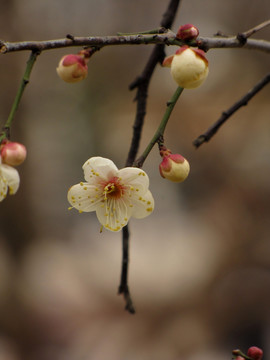 白梅花