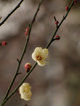 白梅花