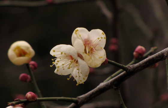 白梅花