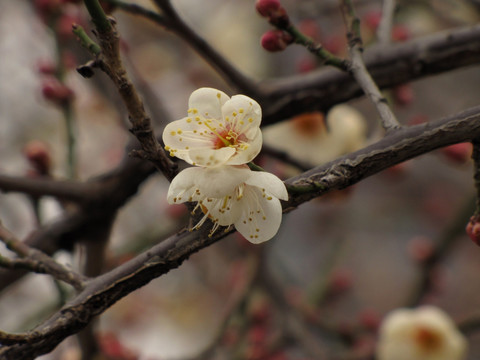 白梅花