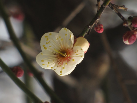 白梅花