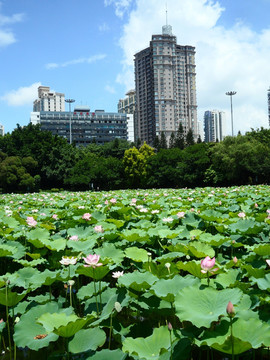 湖畔建筑