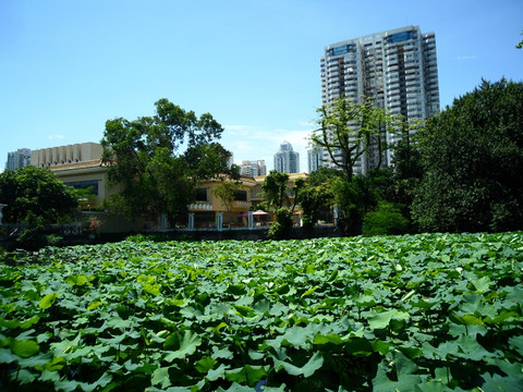 湖畔建筑群