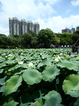 湖畔建筑群