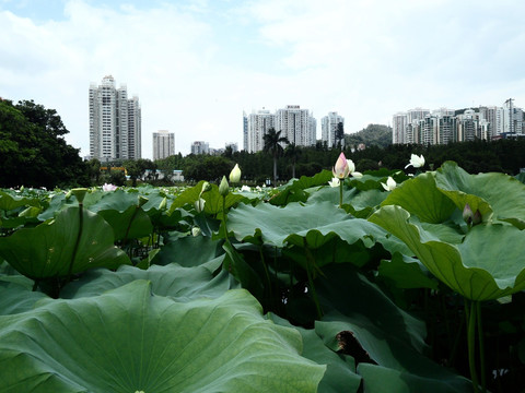 湖畔建筑