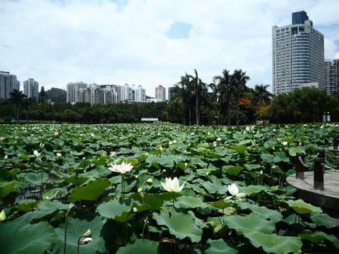 湖畔建筑群