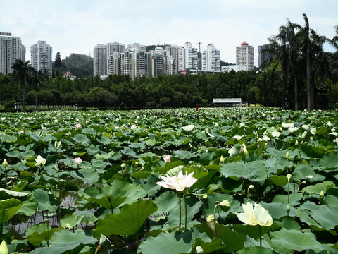 湖畔建筑群