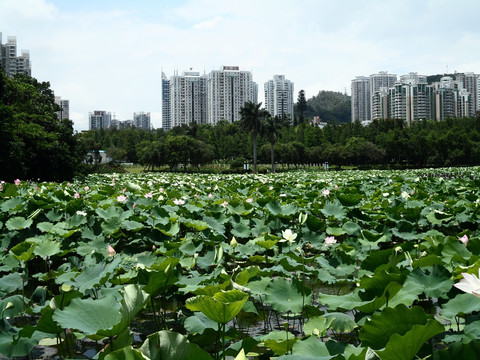 湖畔建筑