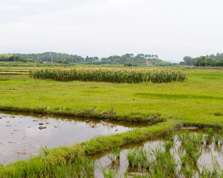 田野