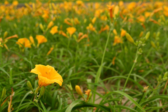 黄花菜 萱草