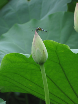 荷花与蜻蜓