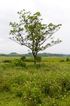 树和草地