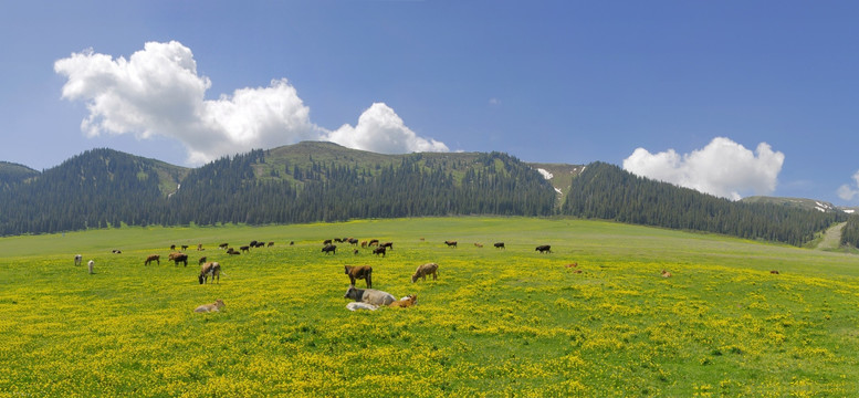 高山牧场（超大画幅高请接片）