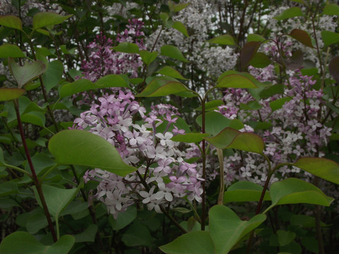 丁香花 丁香花叶 丁香花树