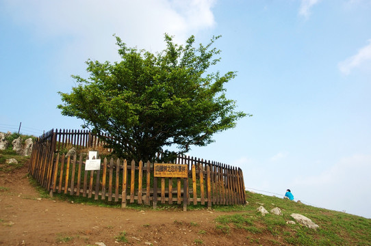 百里荒山楂树文化园