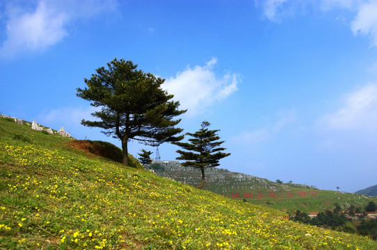 百里荒山楂树文化园