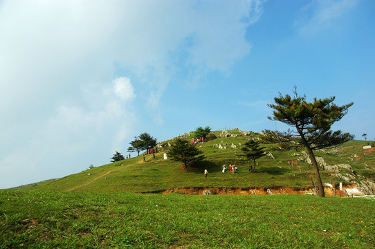 百里荒山楂树文化园