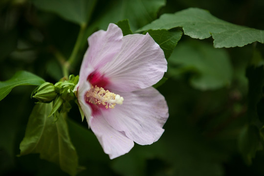 木槿花