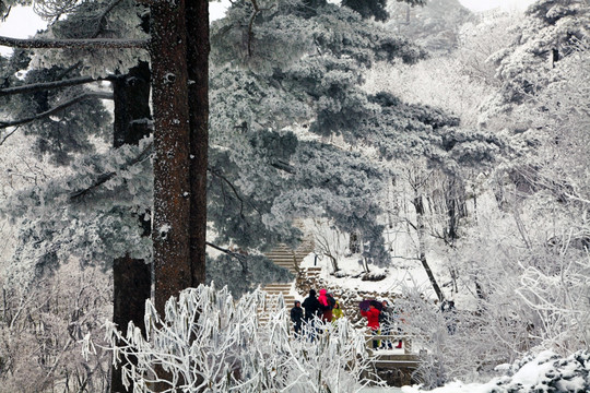 雪景 黄山雪景