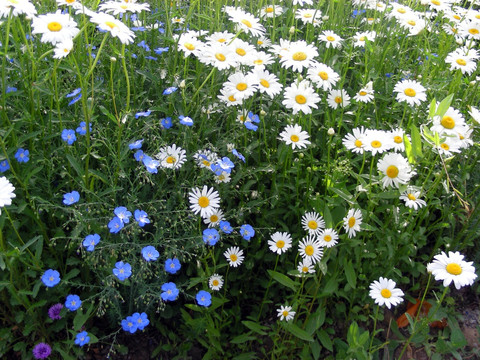 蓝色花和白色花