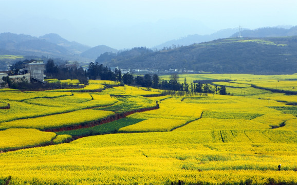 油菜花