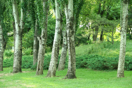 树林  草地