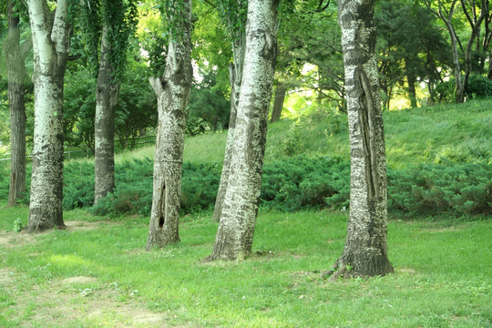 树林  草地