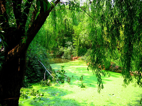 绿色池塘
