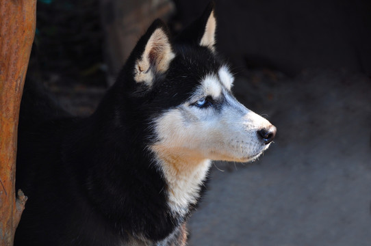 雪橇犬