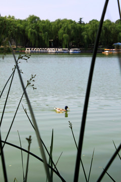 陶然亭一景 鸭戏水