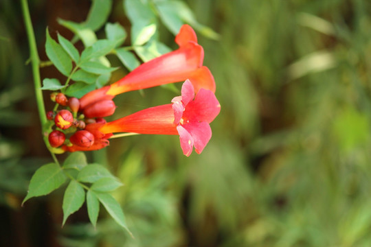 凌霄花