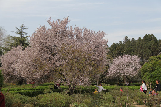 红叶李