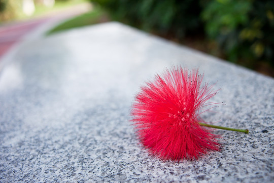 石凳上的美蕊花