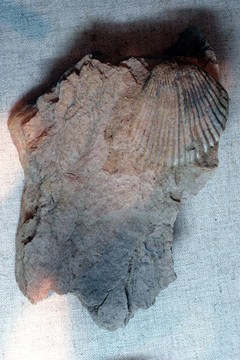 壳房贝 化石