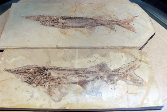 鲟鱼类化石