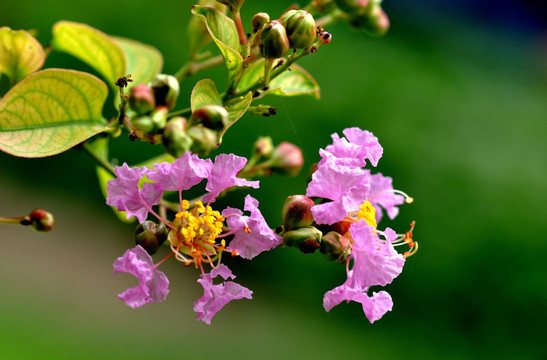 紫薇花