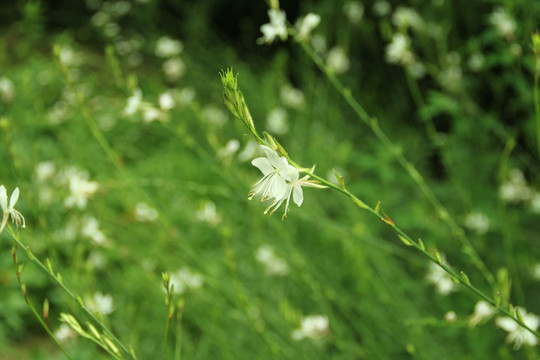 野花   小白花