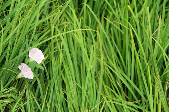 草地  喇叭花