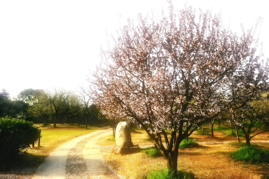 梅花山景区红楼艺文苑