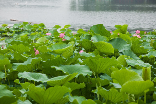 荷花池塘