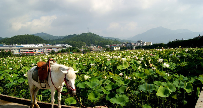 荷塘风光