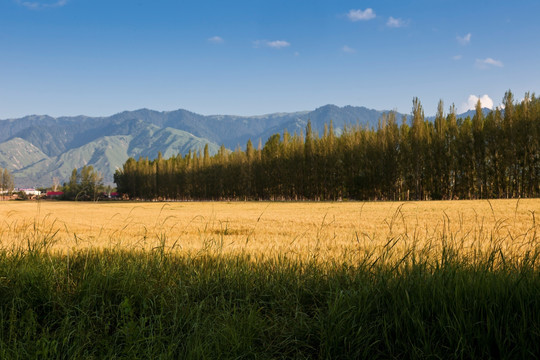 麦田