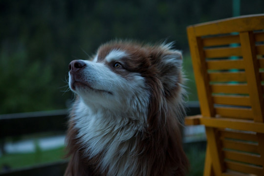 阿拉斯加雪橇犬