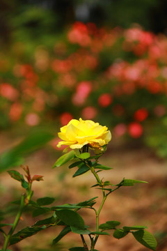 月季花的星星点点