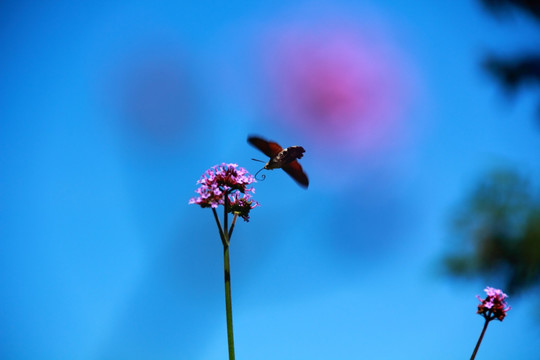 蜂鸟鹰蛾 采蜜